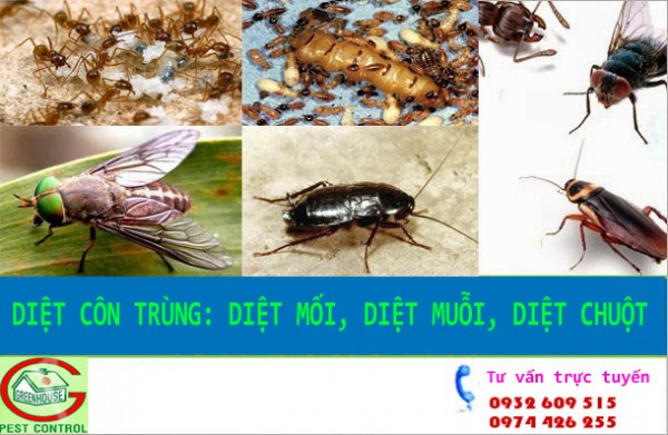 Dich vu diet con trung tai nha gia re GreenHouse