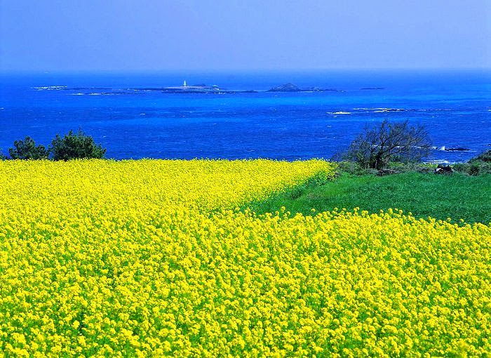 Mua ve may bay di Han Quoc den dao Jeju tho mong